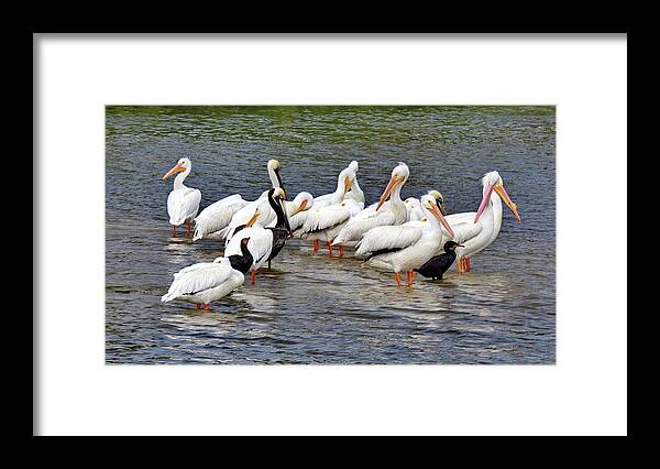 American White Pelican Framed Print featuring the photograph Friends by Lyuba Filatova