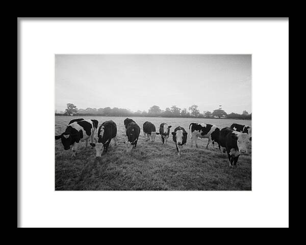 Working Animal Framed Print featuring the photograph Friesian Cows by Graham Wood