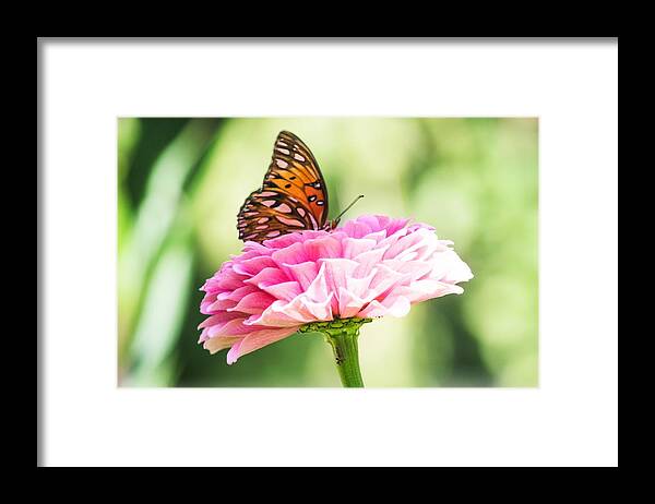 Gulf Fritillary Butterfly Framed Print featuring the photograph Fritillary on Zinnia by Mary Ann Artz