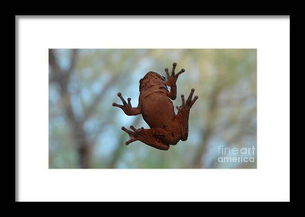 Frog Belly On Window Tree Frog Framed Print featuring the photograph Frog Belly by Lee Antle