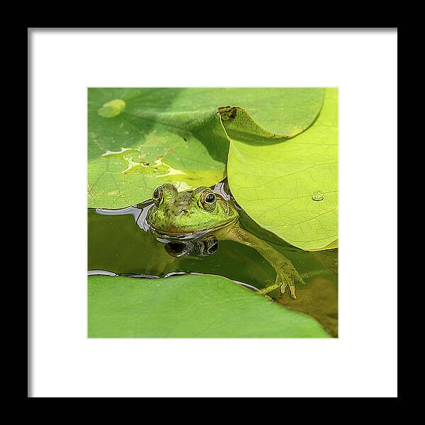 Frog Framed Print featuring the photograph Frog by Minnie Gallman