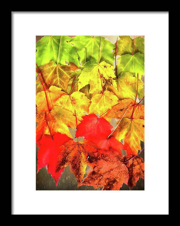 Autumn Framed Print featuring the photograph From Summer to Fall by Dan Carmichael