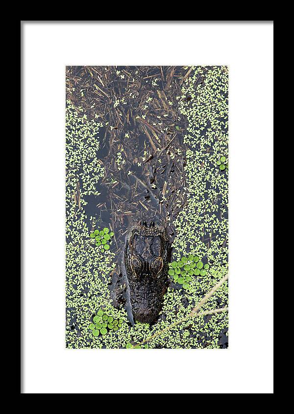 Alligator Framed Print featuring the photograph From the Sticks by Michael Allard