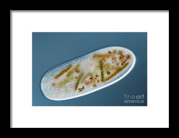Animal Framed Print featuring the photograph Frontonia Protist by Frank Fox/science Photo Library