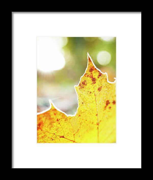 Scenics Framed Print featuring the photograph Frost On Autumn Leaf, Detail by Johner Images Scenics Framed Print featuring the photograph Frost On Autumn Leaf, Detail by Johner Images