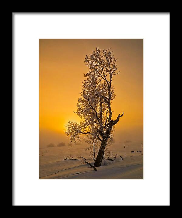 Fog Framed Print featuring the photograph Frosted Tree by Tom Gresham