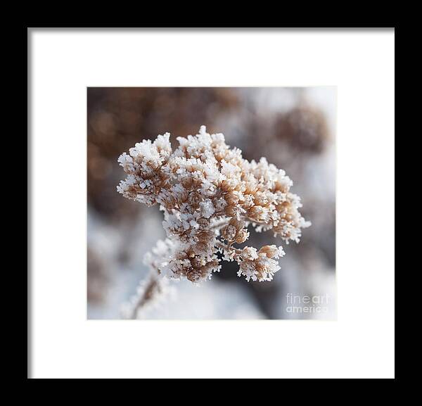 Colorado Framed Print featuring the photograph Frosted Yarrow by Julia McHugh