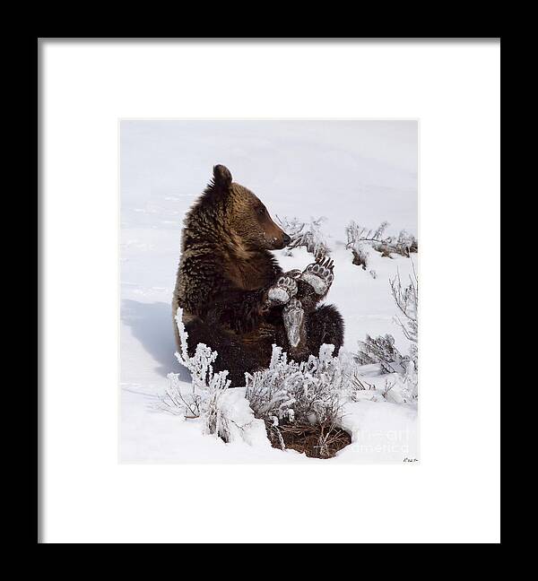 Bear Framed Print featuring the photograph Frosty Feet-Signed by J L Woody Wooden