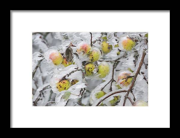 Estock Framed Print featuring the digital art Frozen Apple Tree by Rainer Mirau