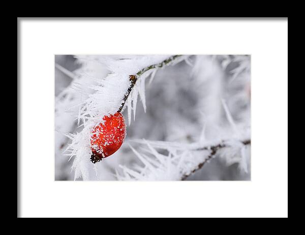 Snow Framed Print featuring the photograph Frozen Red Berries by Mac99