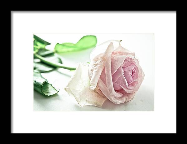 White Background Framed Print featuring the photograph Frozen Rose by Dm909