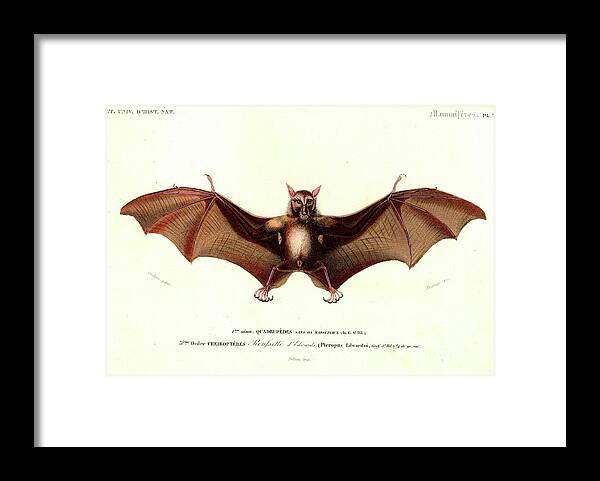 1800s Framed Print featuring the photograph Fruit Bat by Collection Abecasis/science Photo Library
