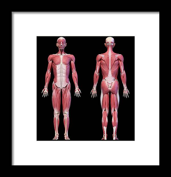Human Anatomy Framed Print featuring the photograph Full Body Views Of Male Muscular by Pixelchaos