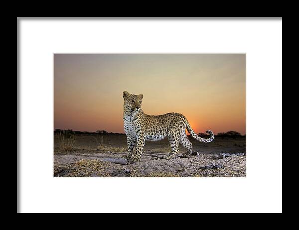 Alertness Framed Print featuring the photograph Full Length View Of Leopard Panthera by Heinrich Van Den Berg