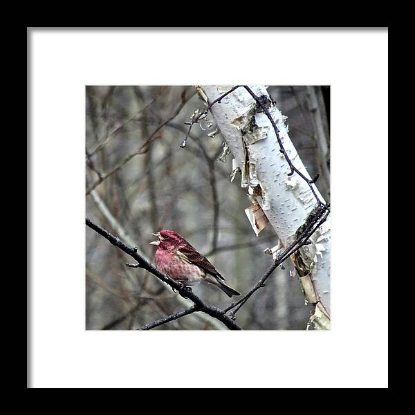 Bird Framed Print featuring the photograph Full Voice by Catherine Arcolio