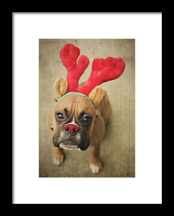 Pets Framed Print featuring the photograph Funny Boxer Puppy by Jody Trappe Photography