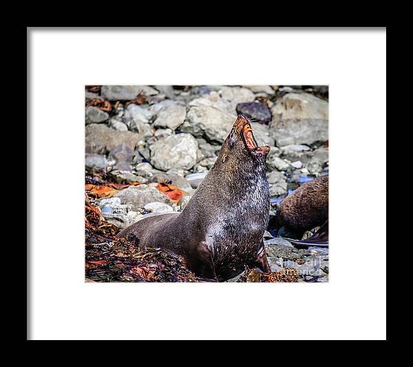 Seal Framed Print featuring the photograph Fur seal at Cape Foulwind, New Zealand by Lyl Dil Creations