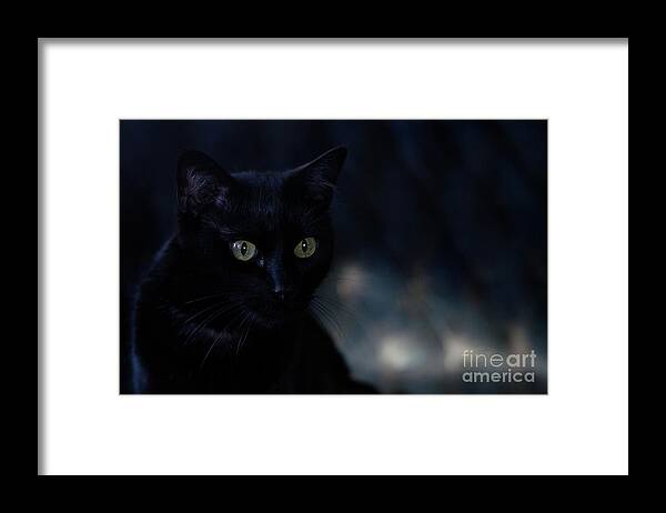Black Cat Photograph Framed Print featuring the photograph Gabriel by Irina ArchAngelSkaya