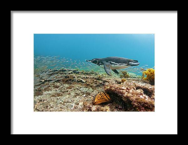 Animal Framed Print featuring the photograph Galapagos Penguin Fishing by Tui De Roy