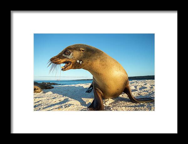 Animal In Habitat Framed Print featuring the photograph Galapgos Sea Lion On Moquera Island by Tui De Roy