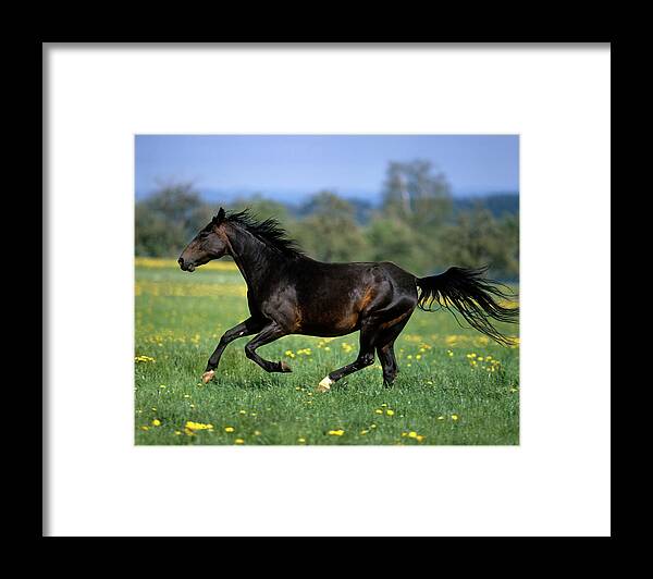 Estock Framed Print featuring the digital art Galloping Belgian Horse by Robert Maier