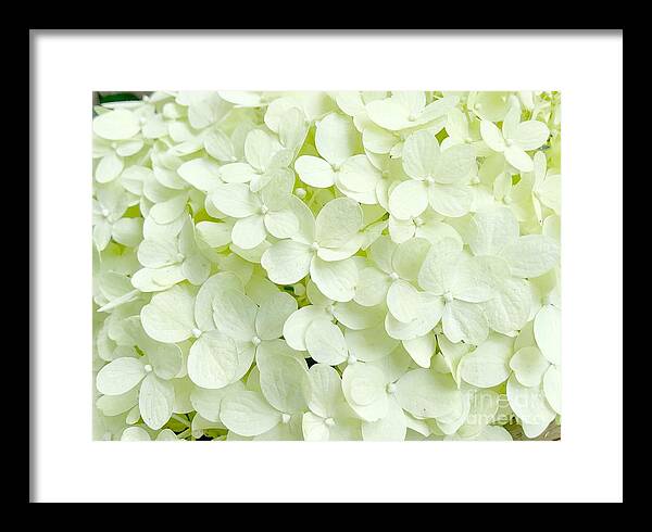 Floral Photograph Framed Print featuring the photograph Garden Hydrangea Bloom by Carol Riddle