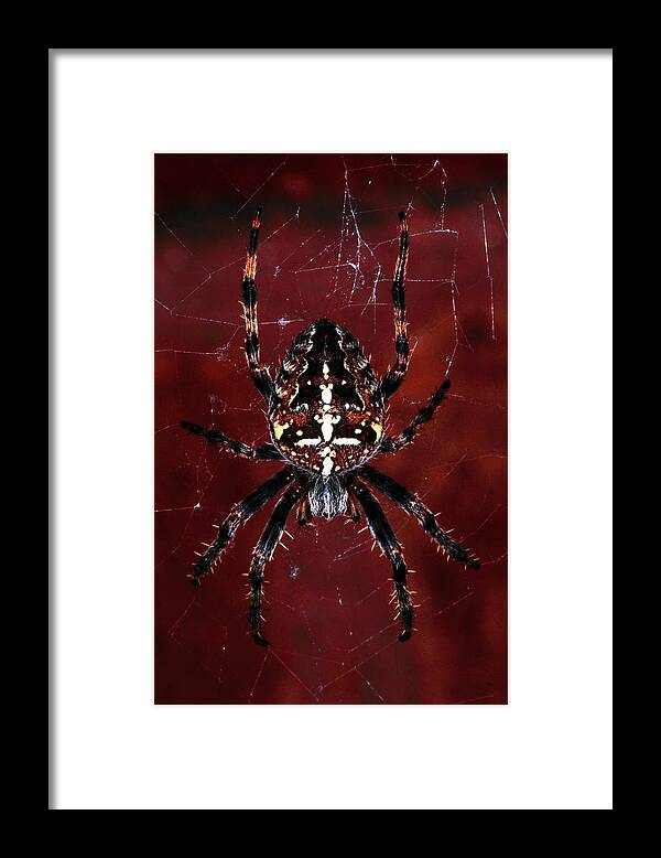 Spider Framed Print featuring the photograph Garden Spider by Stephen Walton