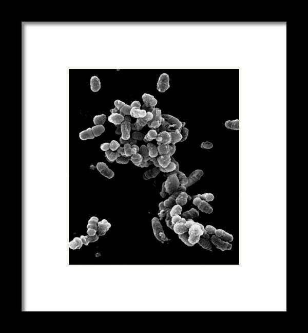 Bacteria Framed Print featuring the photograph Gardnerella Vaginalis, Sem by Stem Jems