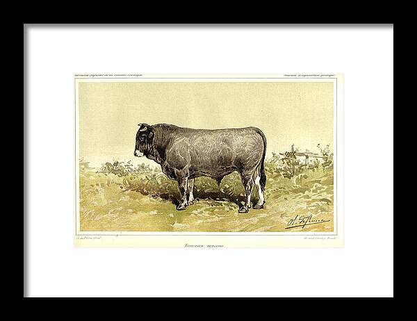 Bull Framed Print featuring the painting Gascon bull 1895 by Celestial Images