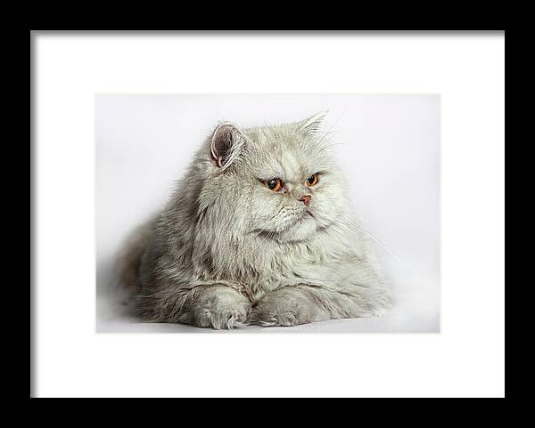Pets Framed Print featuring the photograph Gato Persa by Silversaltphoto.j.senosiain