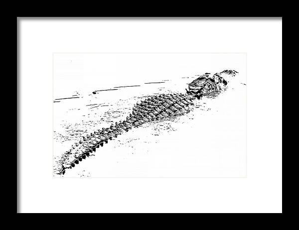 Alligator Framed Print featuring the photograph Gator Crossing by Michael Allard