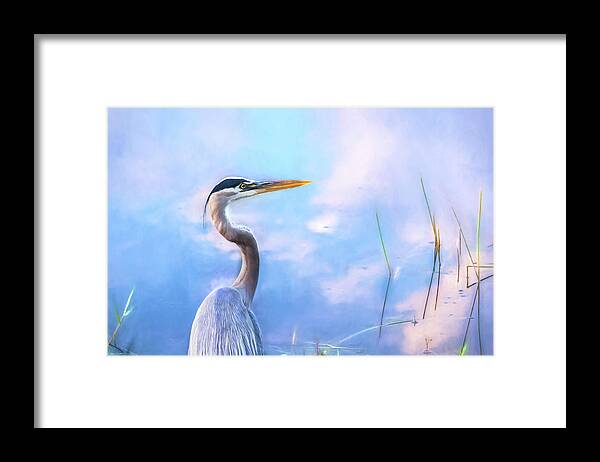 Great Blue Heron Framed Print featuring the photograph Gazing by Louise Lindsay