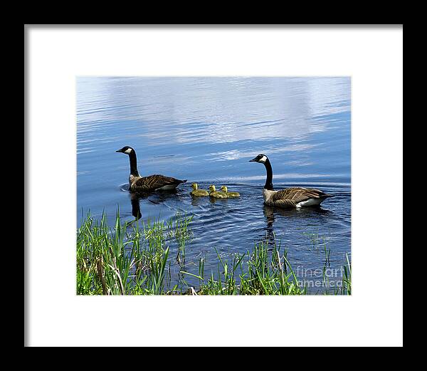 Geese Framed Print featuring the photograph Geese by Jeff Ross