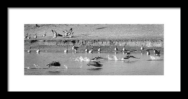 Richard E. Porter Framed Print featuring the photograph Geese Taking Off - Duck Pond, Plainview, Texas by Richard Porter