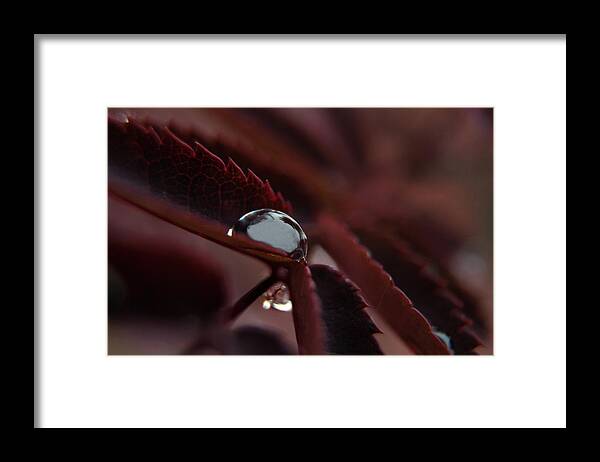 Drop Framed Print featuring the photograph Gem Drop by Tim Beebe