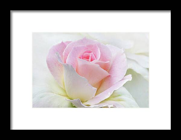 Gentle Beauty Framed Print featuring the photograph Gentle Beauty by Patty Colabuono