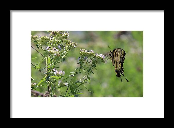 Butterfly Framed Print featuring the photograph Gentle Landing by Mary Anne Delgado