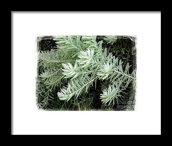 Leaves Framed Print featuring the photograph Gentle leaves by Fran Woods