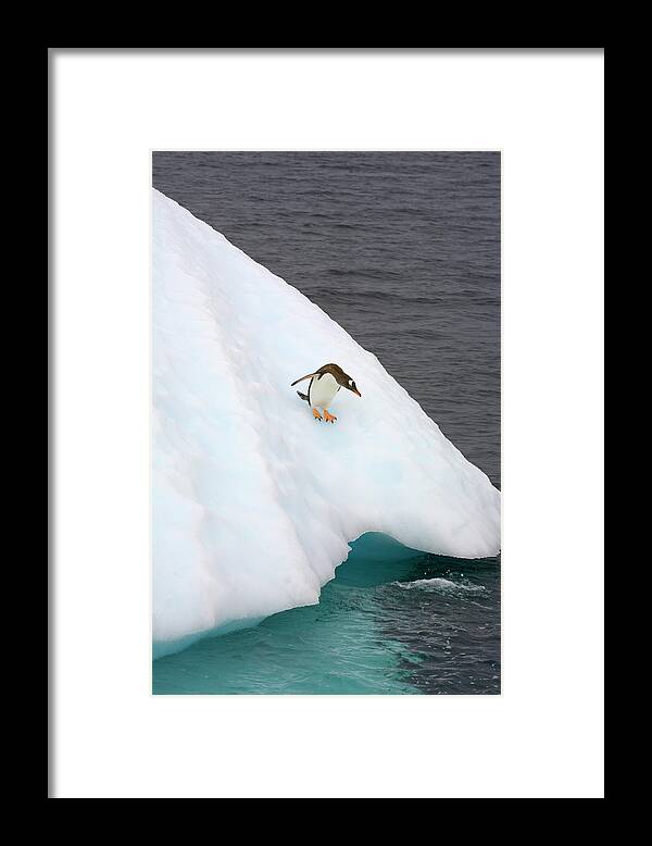 Iceberg Framed Print featuring the photograph Gentoo Penguin On Iceberg, Antarctic by Eastcott Momatiuk