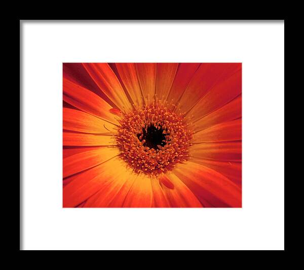 Yellow Framed Print featuring the photograph - Gerbera Daisy by THERESA Nye