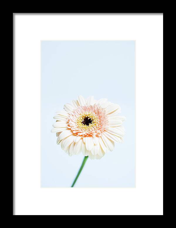 Fragility Framed Print featuring the photograph Gerbera Flower by Nicholas Rigg