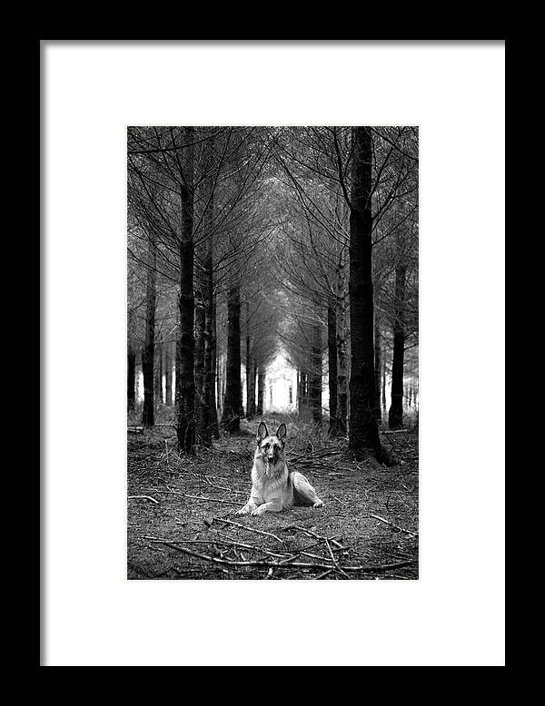 Pets Framed Print featuring the photograph German Shepherd Dog Sitting Down In by Adam Hirons Photography