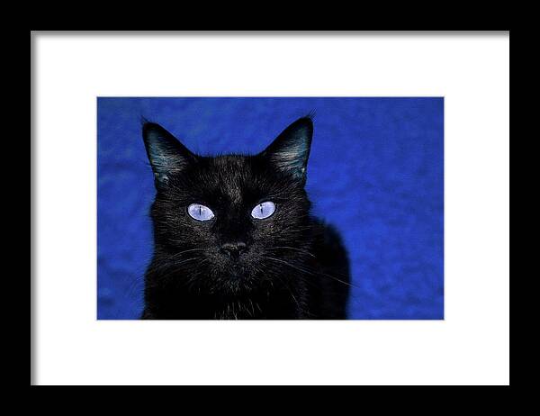Black Cat Framed Print featuring the photograph Ghost In a Blue Mood by Toni Hopper