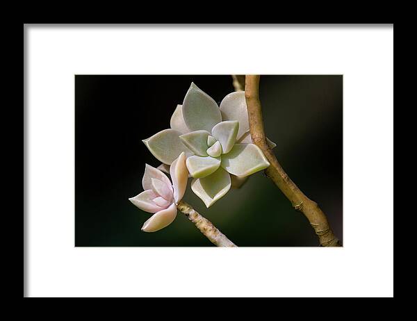 Plants Framed Print featuring the photograph Ghost Plant by Dale Kincaid