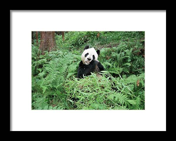 Bamboo Framed Print featuring the photograph Giant Panda Feeding On Bamboo by James Warwick