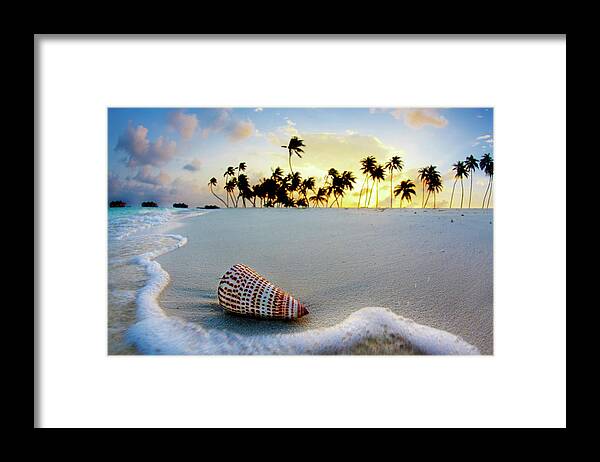 Letter Shell Framed Print featuring the photograph Gili Shell by Sean Davey