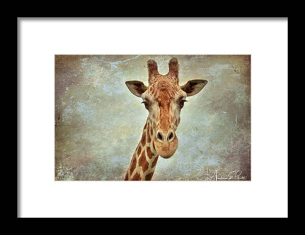 Giraffe Framed Print featuring the photograph Giraffe by Andrea Platt