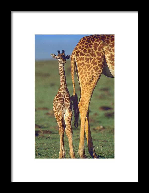00586195 Framed Print featuring the photograph Giraffe Calf And Mother, Africa by Tim Fitzharris