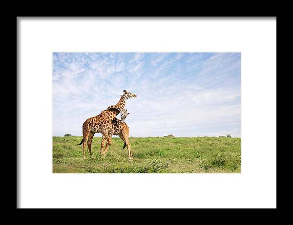 Grass Framed Print featuring the photograph Giraffe Embrace by David Lazar