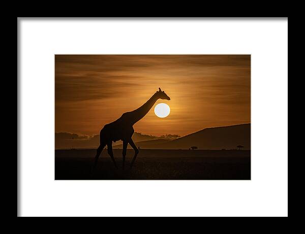 Africa Framed Print featuring the photograph Giraffe On Sunset by Ronen Rosenblatt